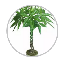 綠植搭配也有講究！